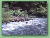 Olympic National Park_May_08 076.jpg