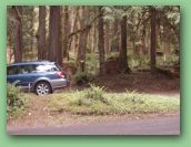 Olympic National Park_May_08 094.jpg