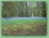 Olympic National Park_May_08 352.jpg