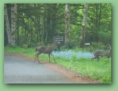 Olympic National Park_May_08 359.jpg