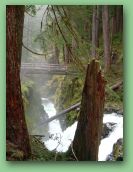 Olympic National Park_May_08 380.jpg