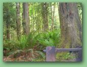 Olympic National Park_May_08 392.jpg