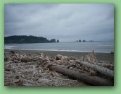 Olympic National Park_May_08 411.jpg