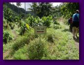 lavena coastal walk and waterfall (46).jpg